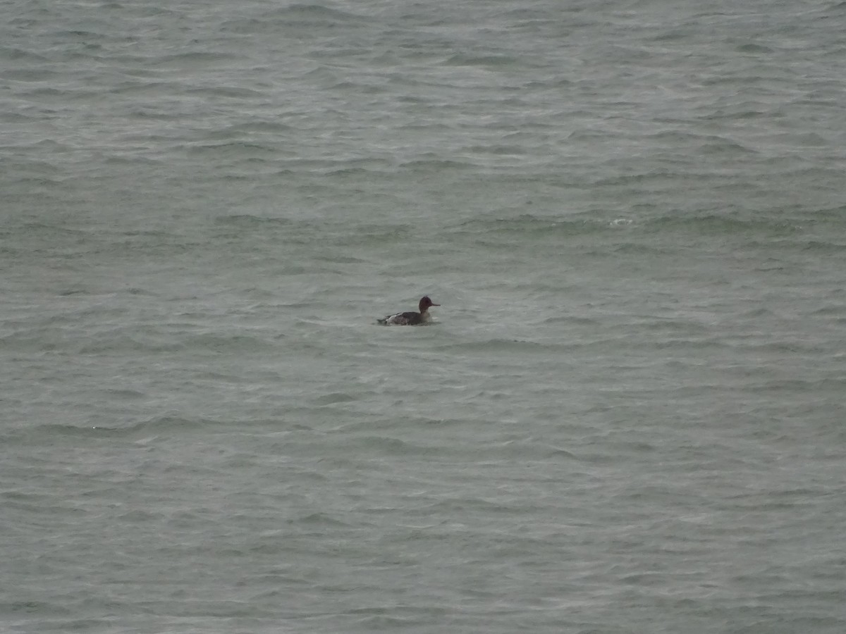 Red-breasted Merganser - ML292364151