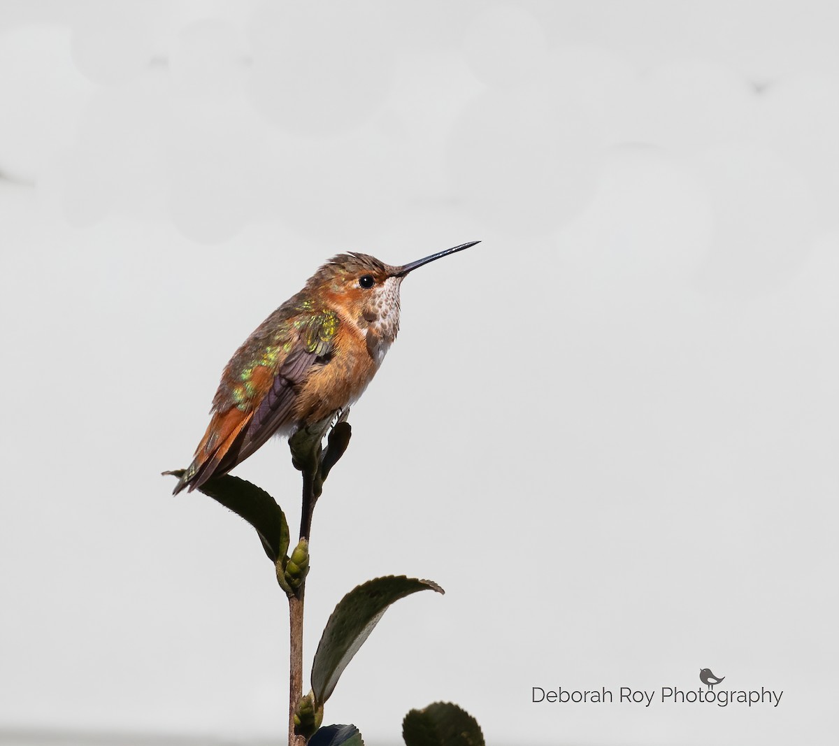 Rufous/Allen's Hummingbird - Deborah Roy