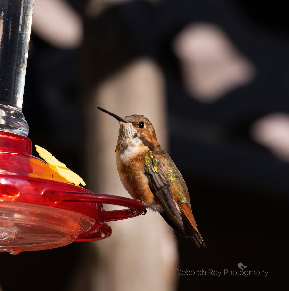 Rufous/Allen's Hummingbird - ML292364451