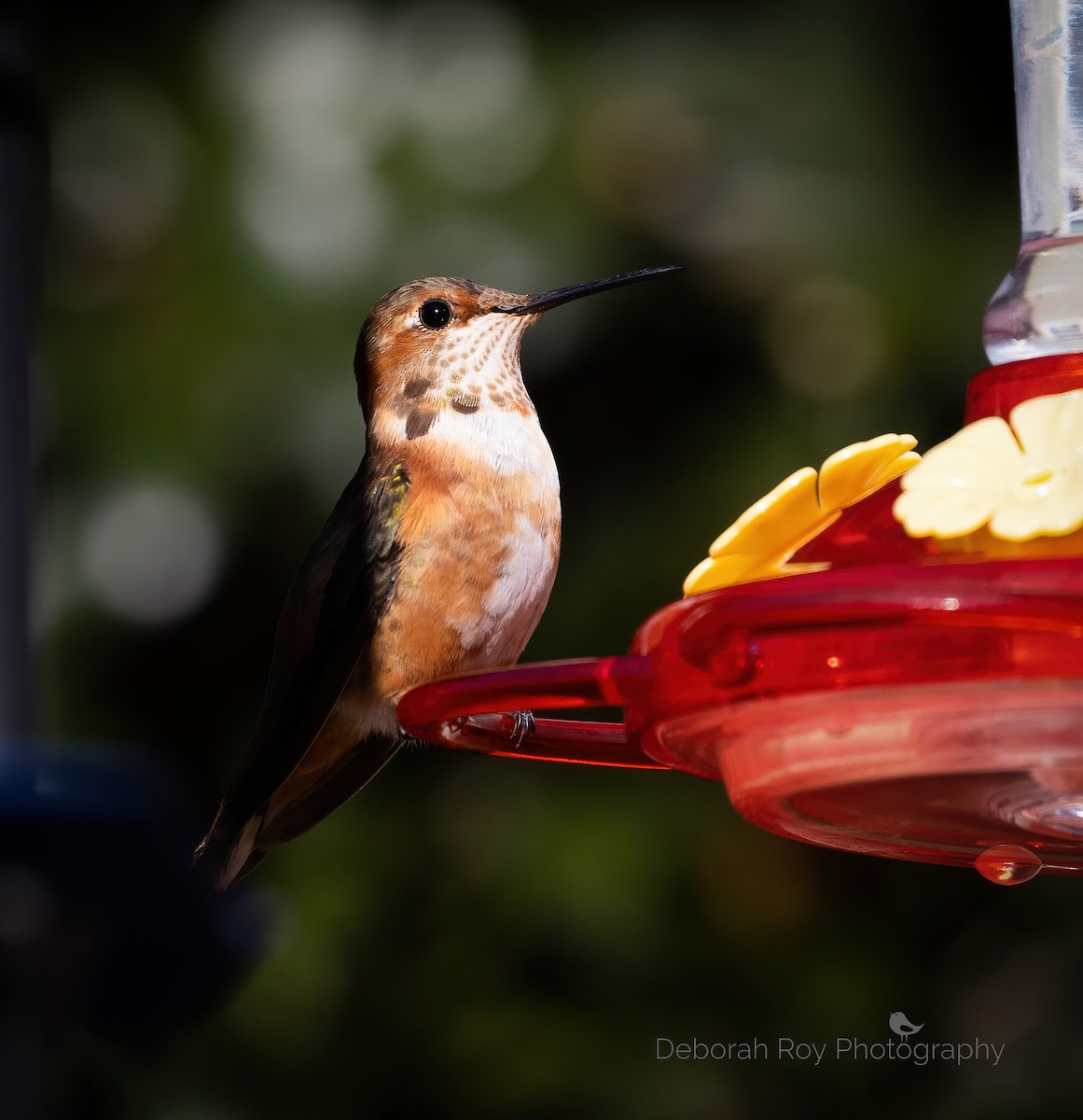 Colibrí Rufo/de Allen - ML292364461