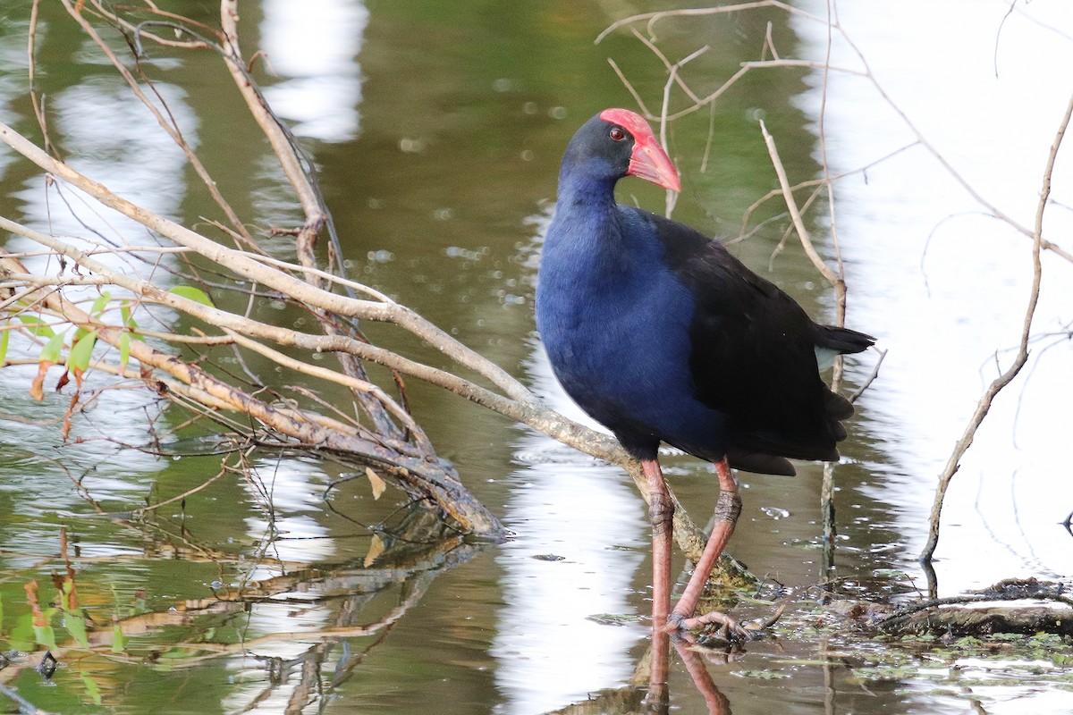 Australasian Swamphen - ML292365051