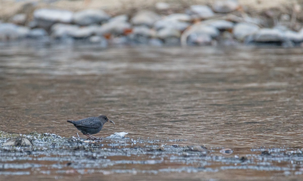 American Dipper - Ken Miracle