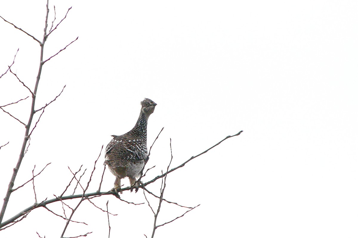 Sharp-tailed Grouse - Steve Heinl