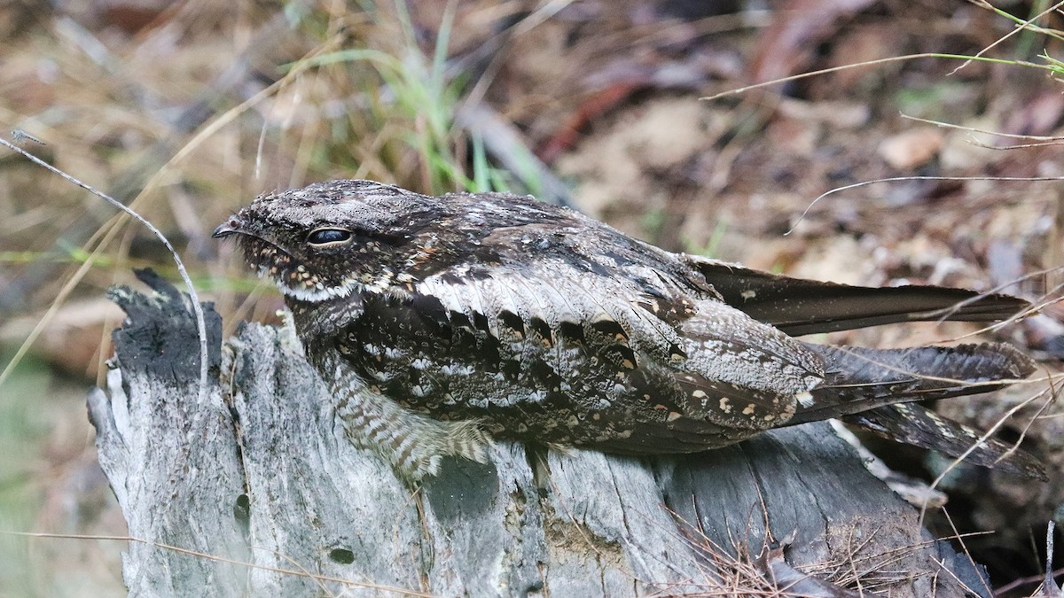 White-throated Nightjar - ML292371181