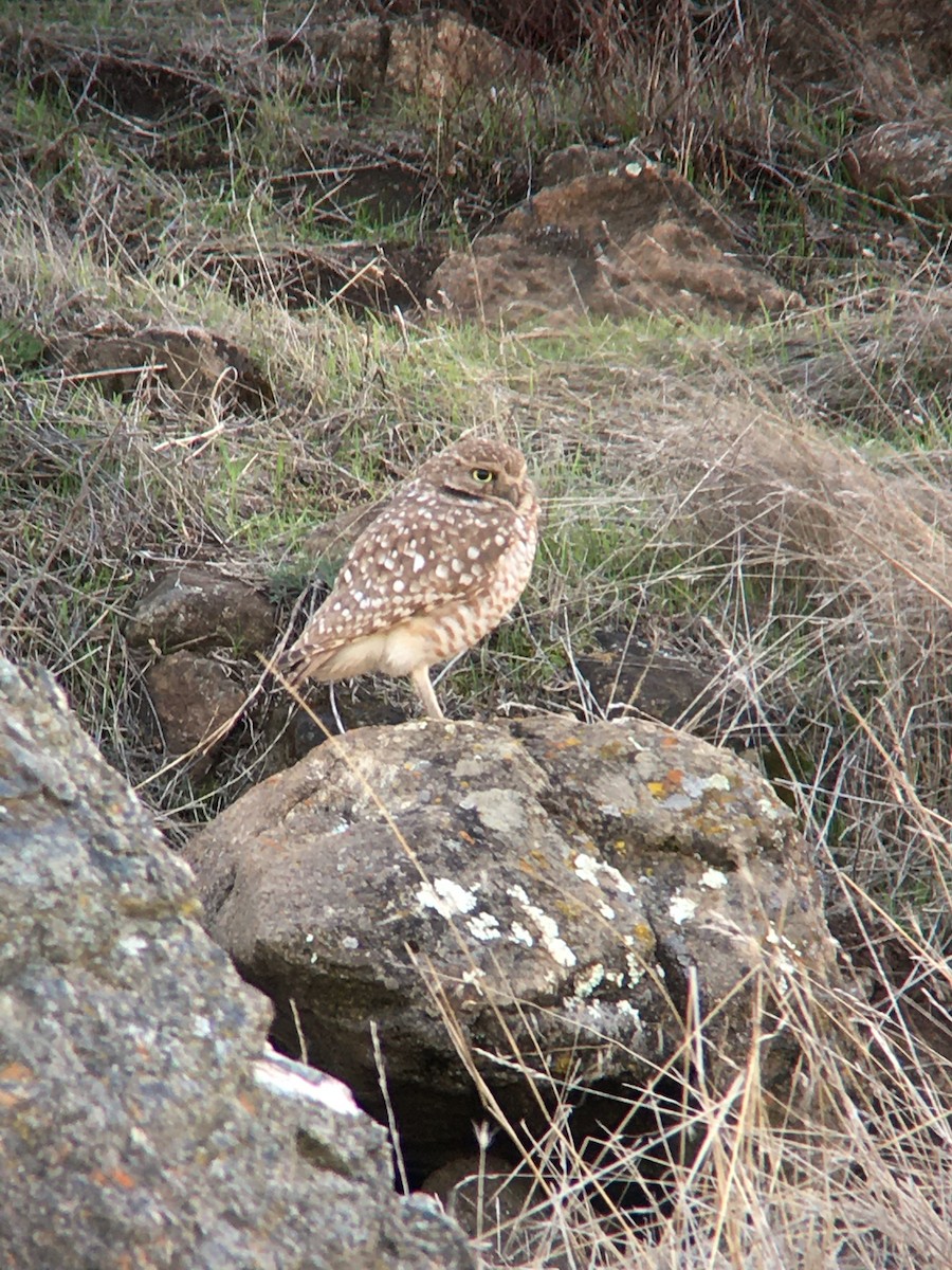 Burrowing Owl - ML292376731