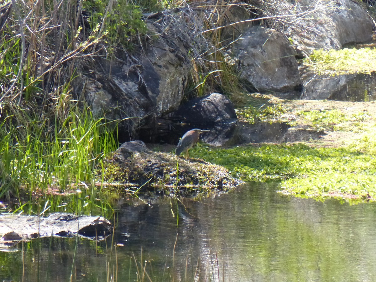 Green Heron - ML29237741