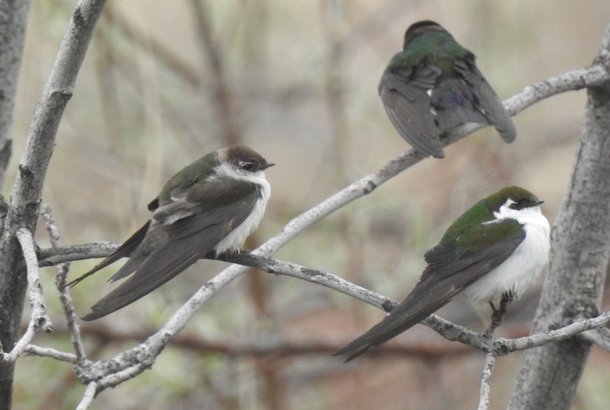 Violet-green Swallow - ML29237851