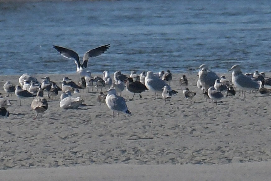 Gaviota Mexicana - ML292379671