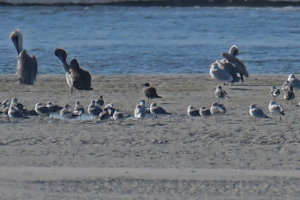 Gaviota Mexicana - ML292379681