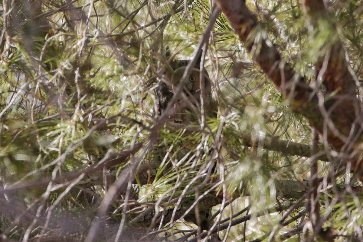 Long-eared Owl - ML292380131