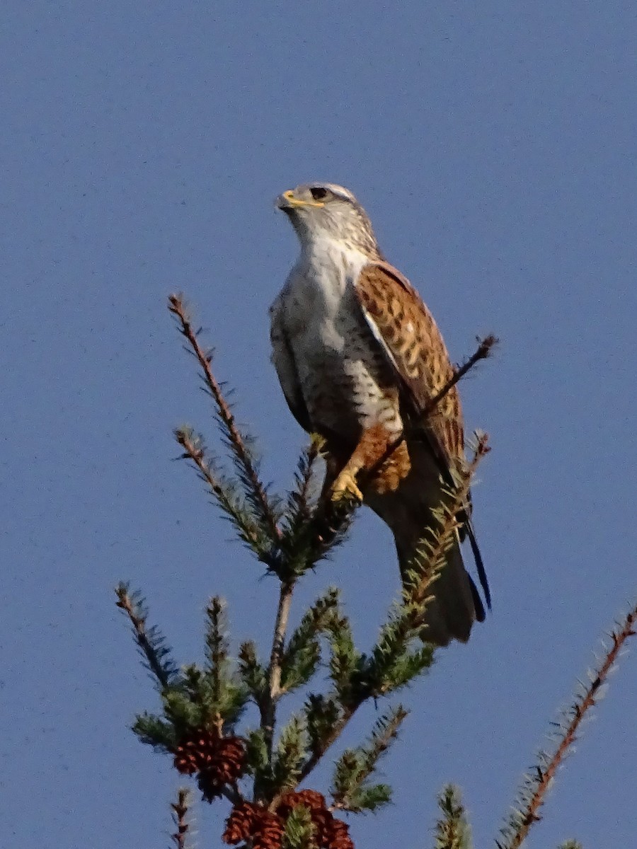 Ferruginous Hawk - ML292380751