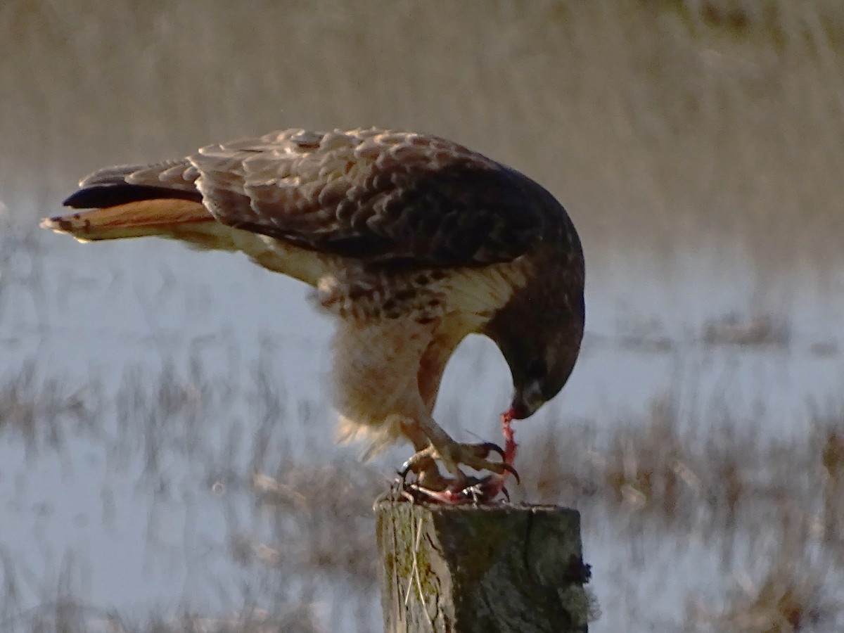 Red-tailed Hawk - ML292381091