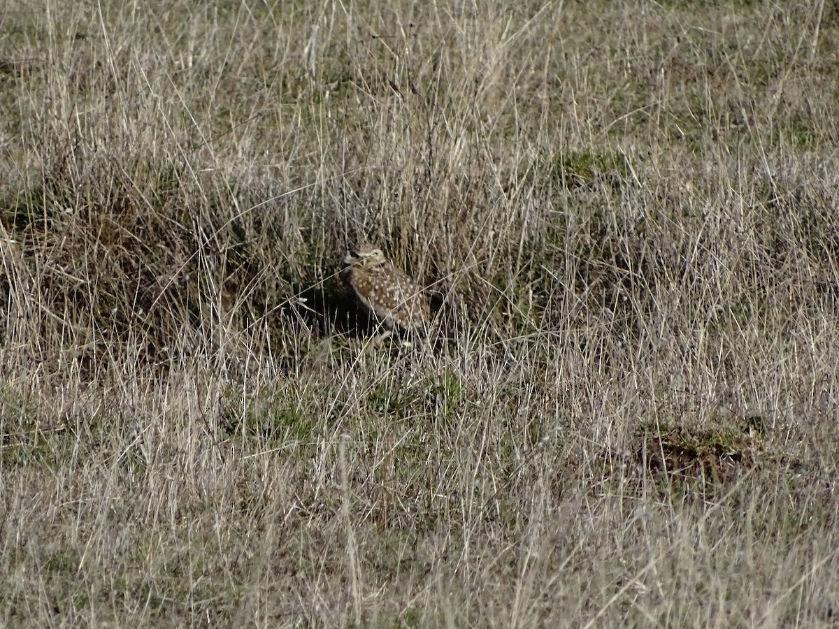 Burrowing Owl - ML292381311