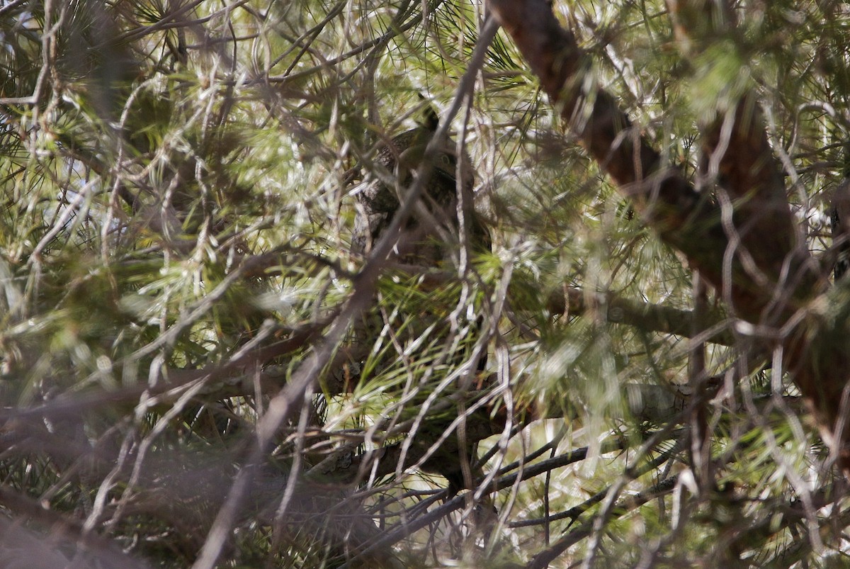 Long-eared Owl - ML292381391