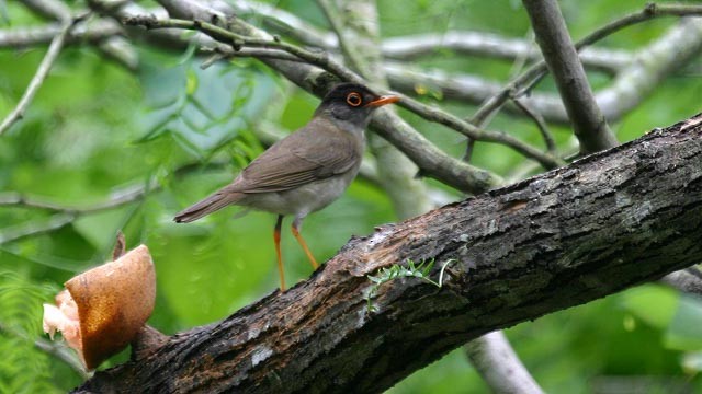 Black-headed Nightingale-Thrush - ML292381711