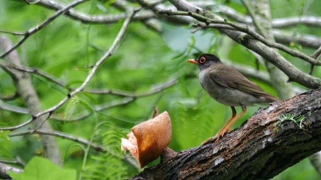 Black-headed Nightingale-Thrush - ML292381721