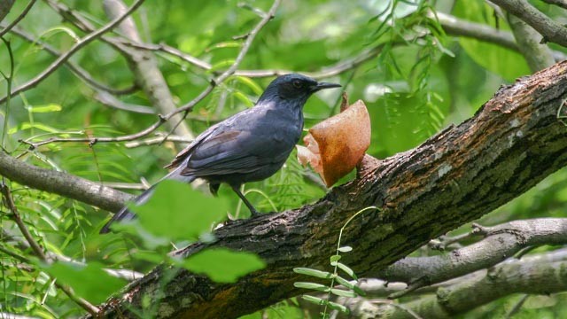 Blue Mockingbird - ML292381951