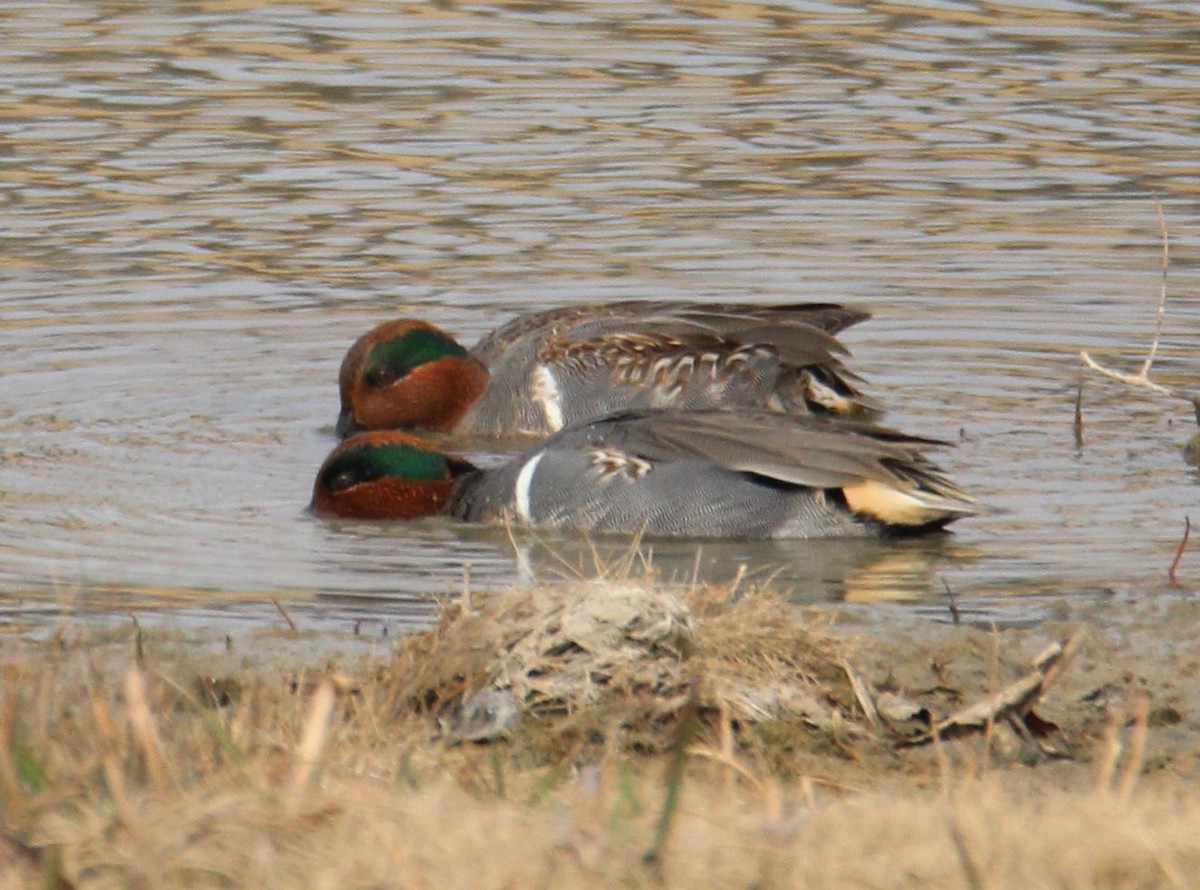 Green-winged Teal - ML292382041