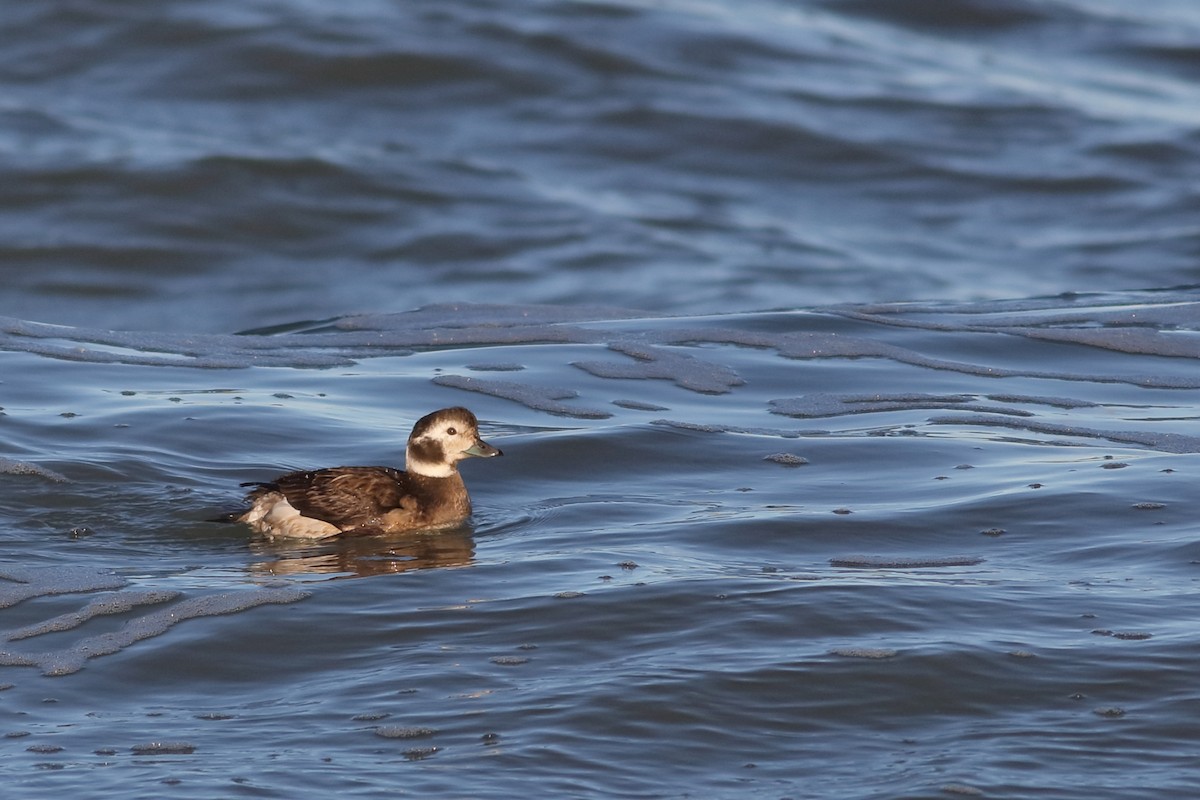 Long-tailed Duck - Thomas Boll Kristensen