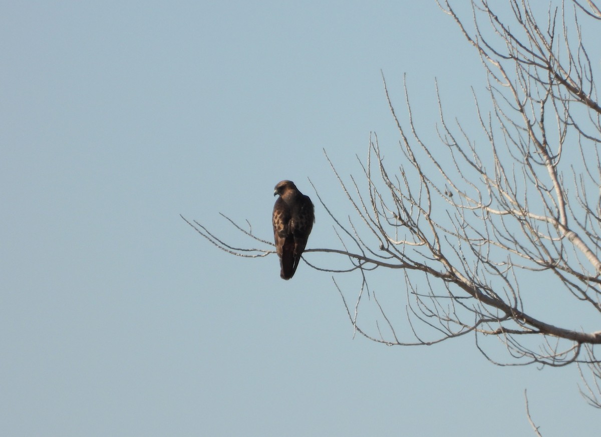 Red-tailed Hawk - ML292385011