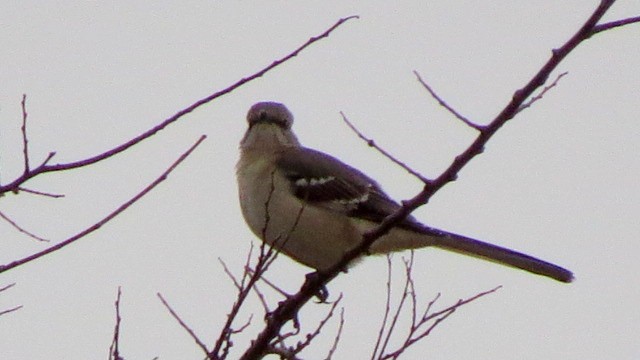 Northern Mockingbird - ML292385841