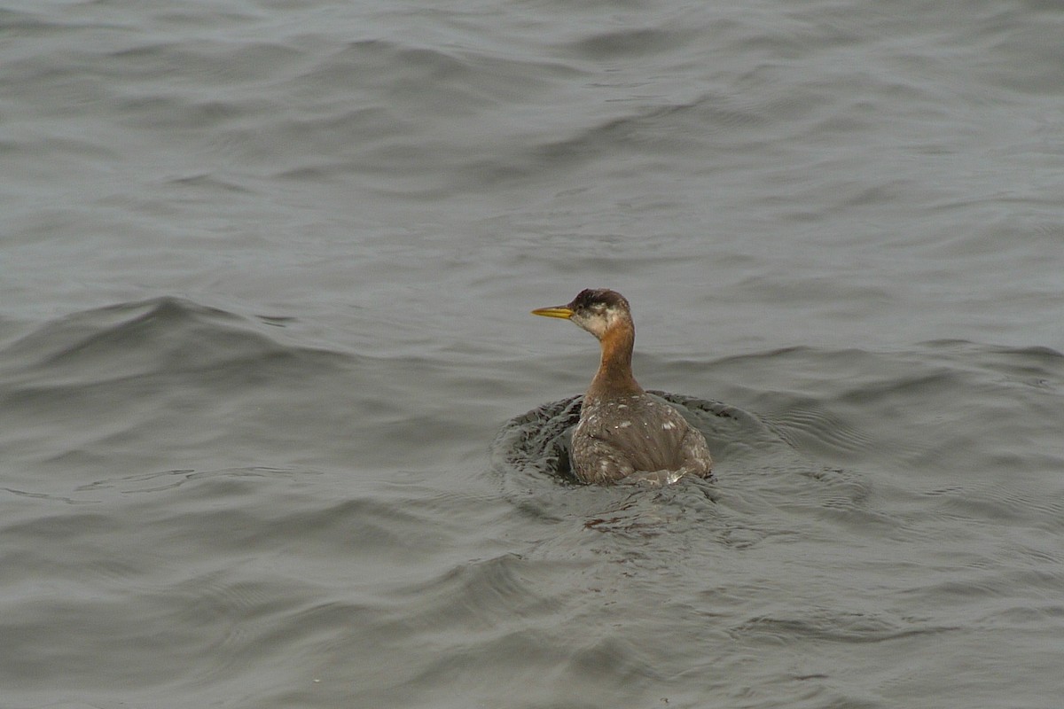 eBird Checklist - 5 Nov 2011 - Ketchikan (town) - 66 species (+2 other ...