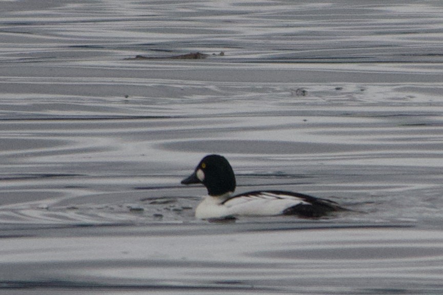 Common Goldeneye - Cathy Reader