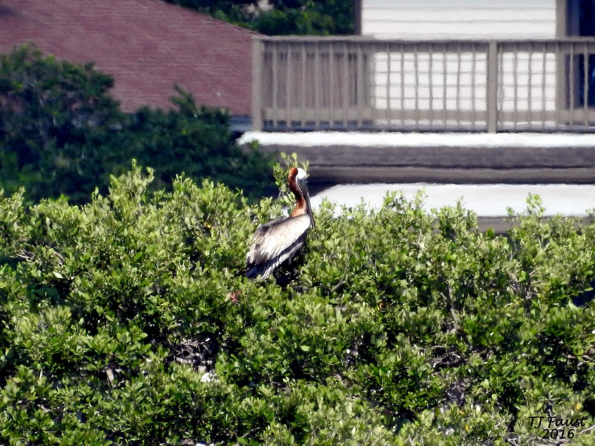 Brown Pelican - ML29239101