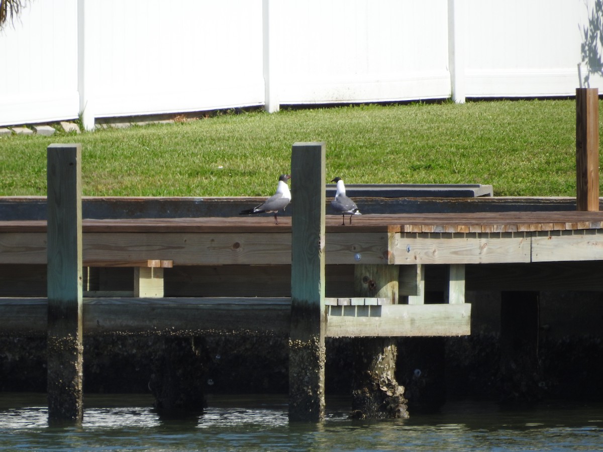 Laughing Gull - ML29239181