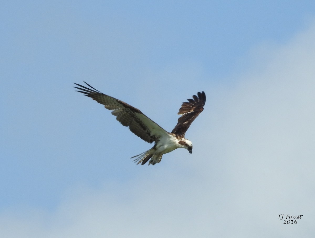 Águila Pescadora - ML29239251