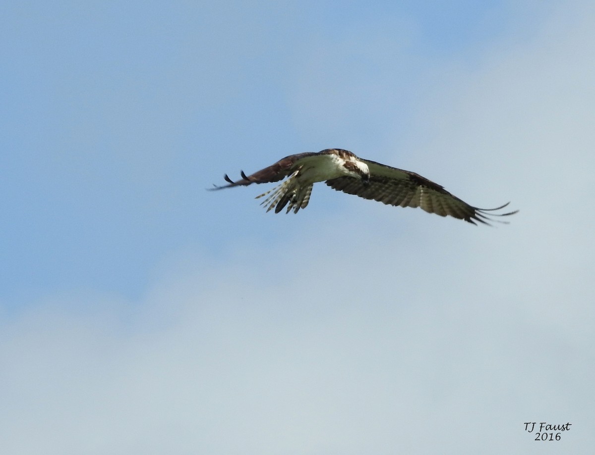 Águila Pescadora - ML29239261