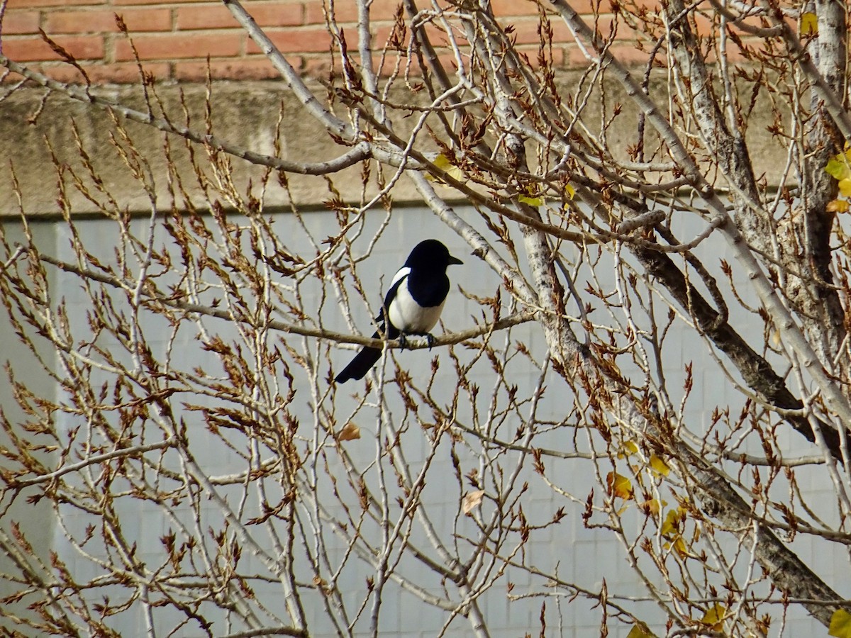 Eurasian Magpie - ML292394671