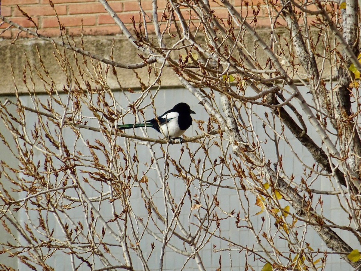 Eurasian Magpie - ML292394681