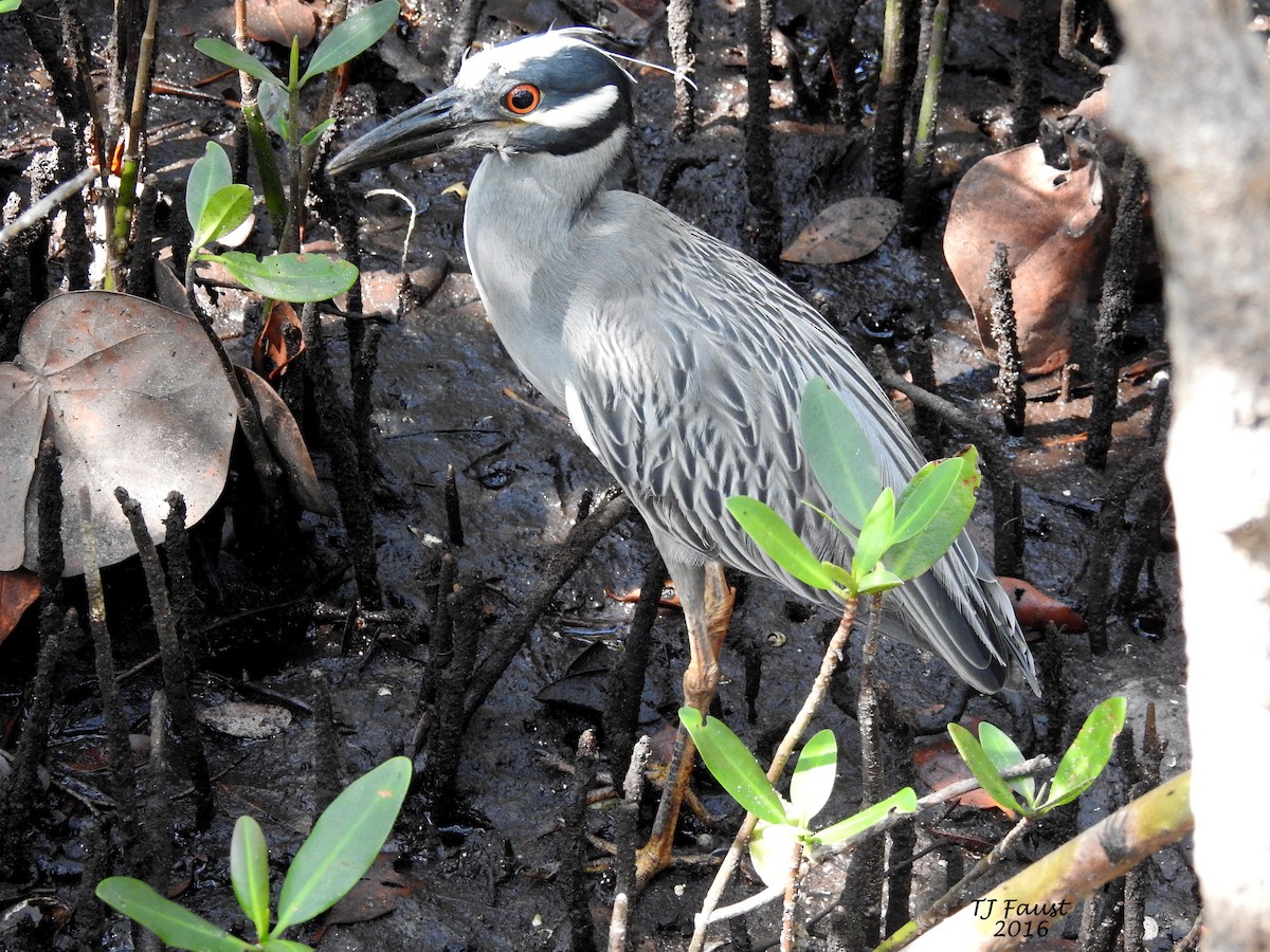 Yellow-crowned Night Heron - ML29239481