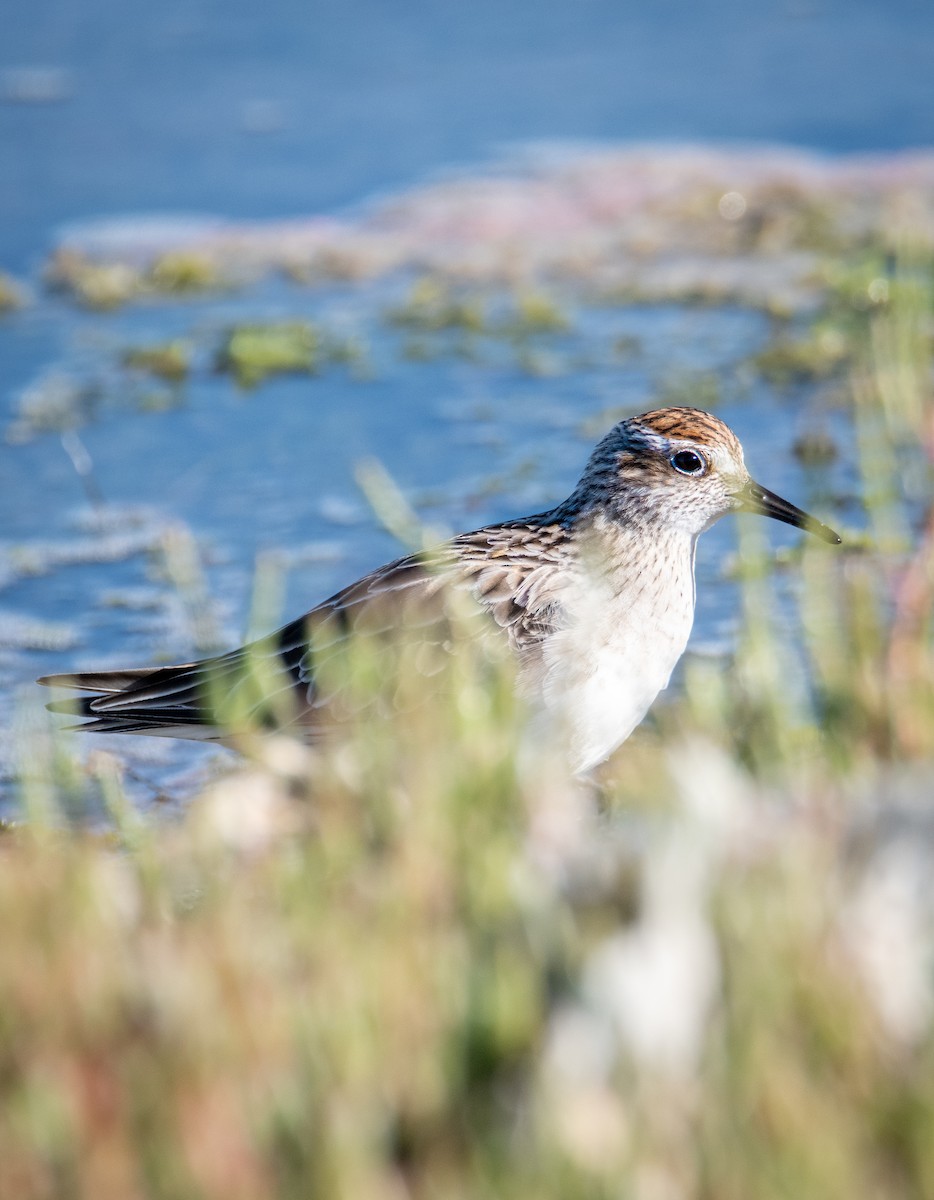 Sharp-tailed Sandpiper - ML292395151