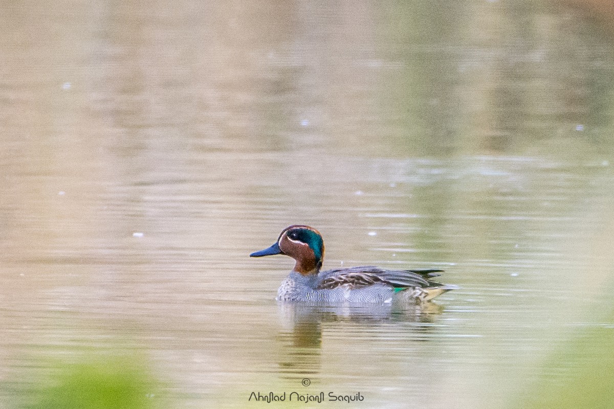 Green-winged Teal - ML292396531
