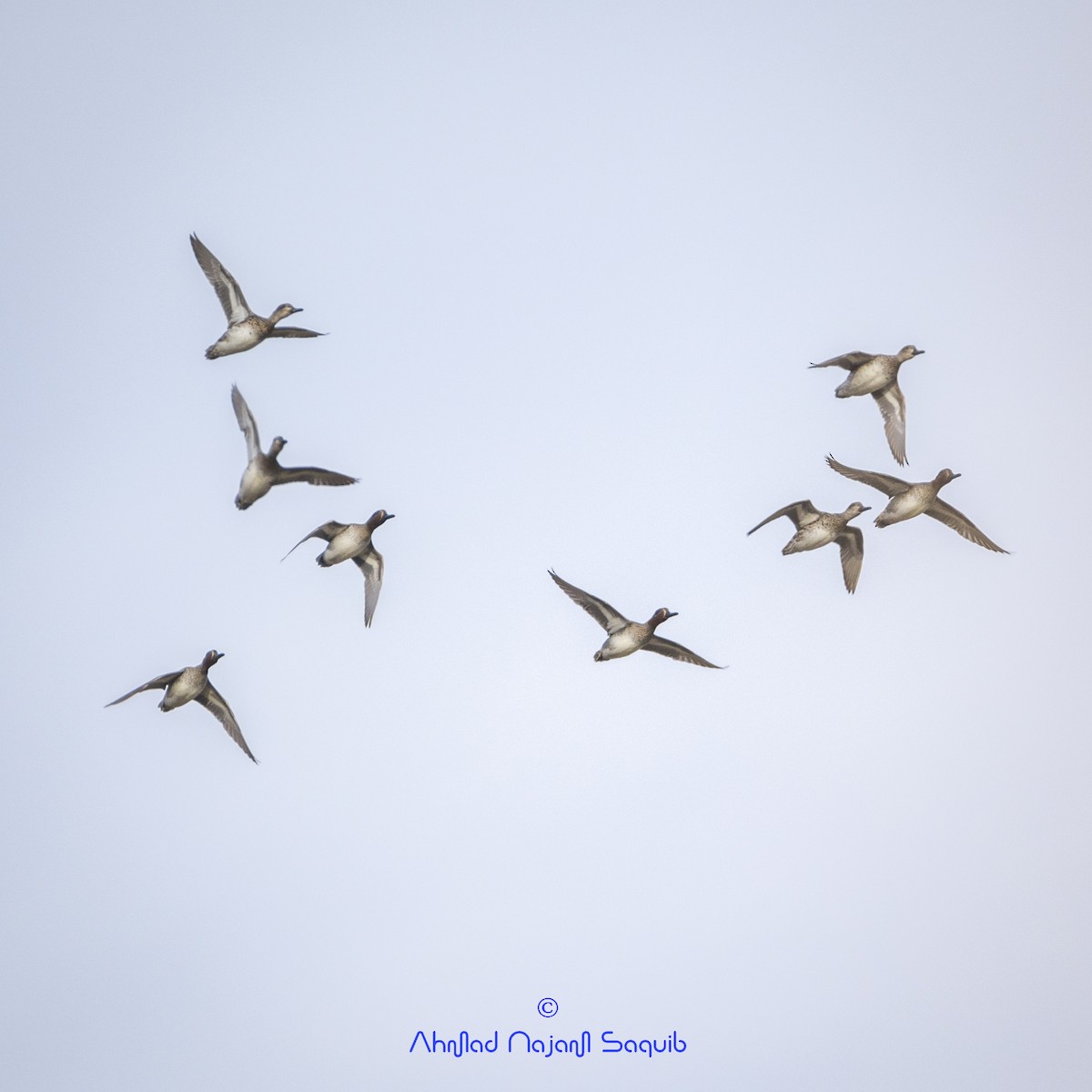 Green-winged Teal - ML292396581