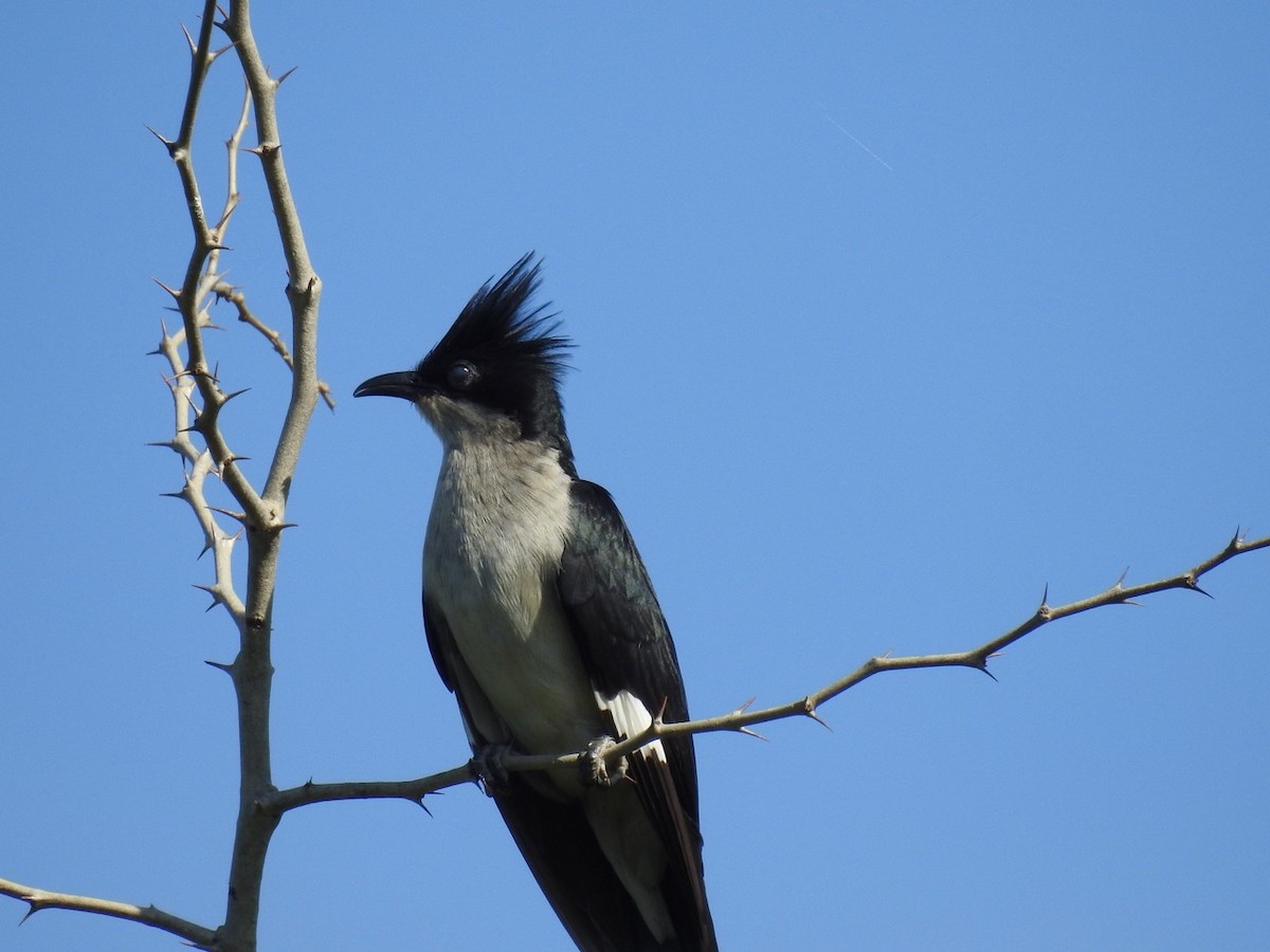 Pied Cuckoo - ML292399851