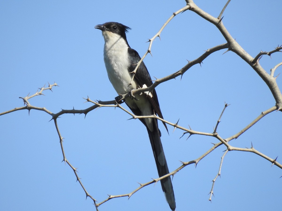 Pied Cuckoo - ML292399861