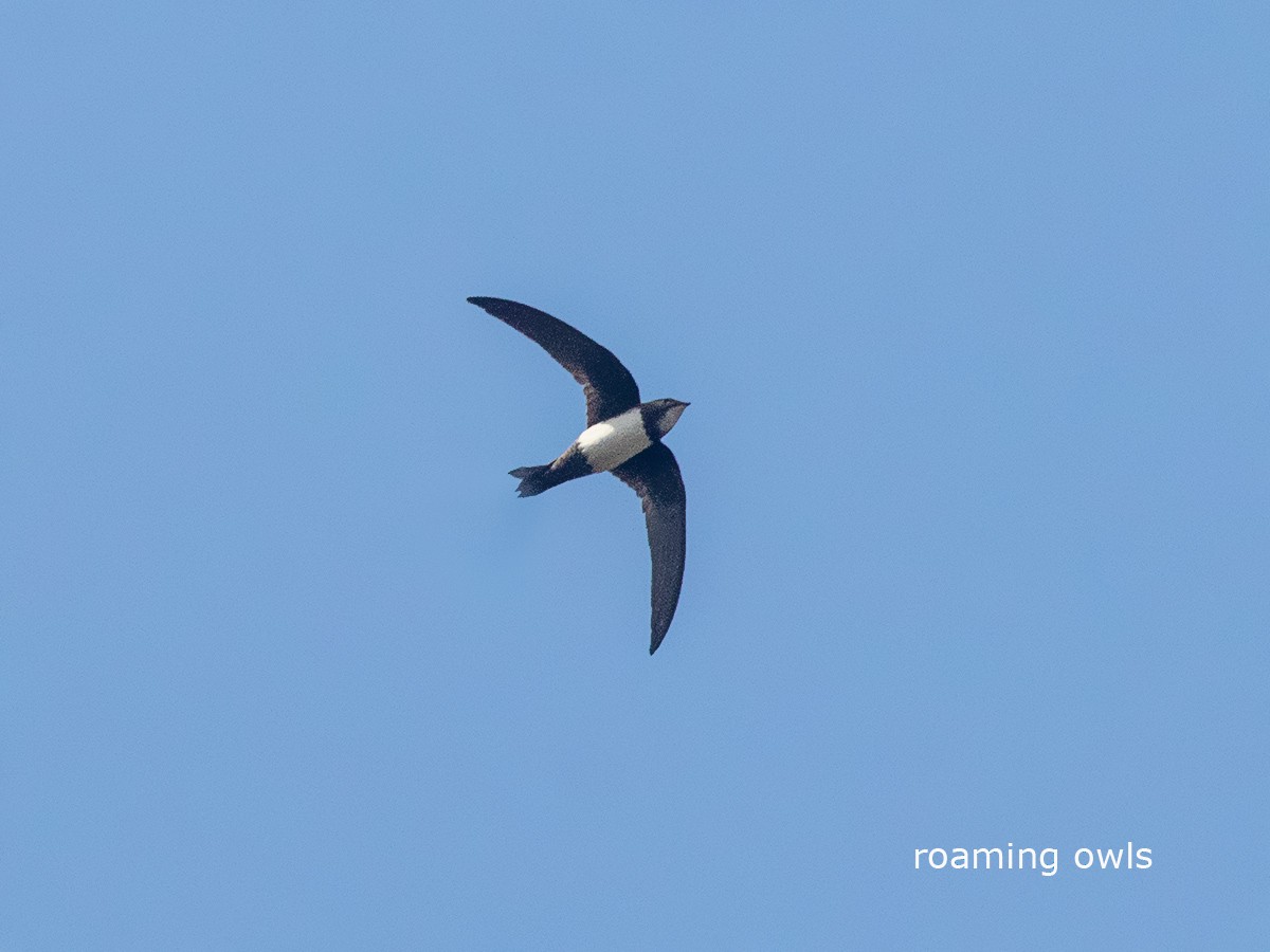 Alpine Swift - ML292400651