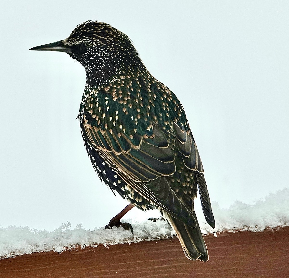 European Starling - Dianne Zuppe