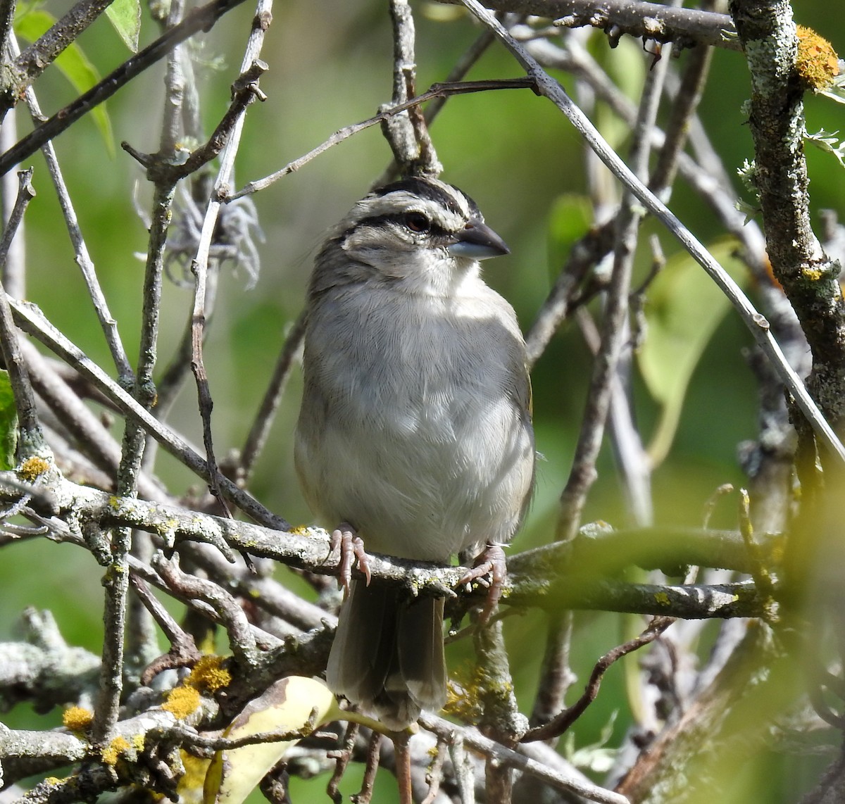 Tocuyo Sparrow - ML292402921