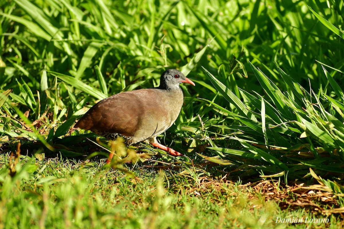 Small-billed Tinamou - ML292403221