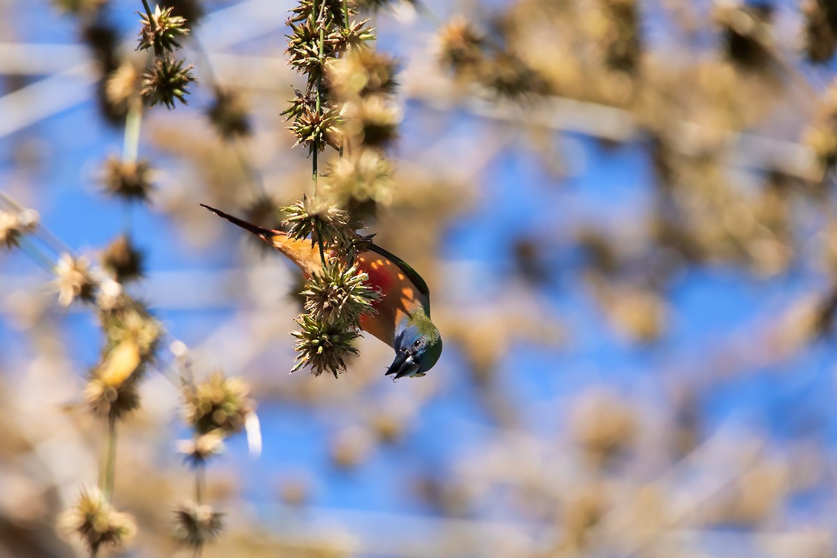 Pin-tailed Parrotfinch - ML292403511