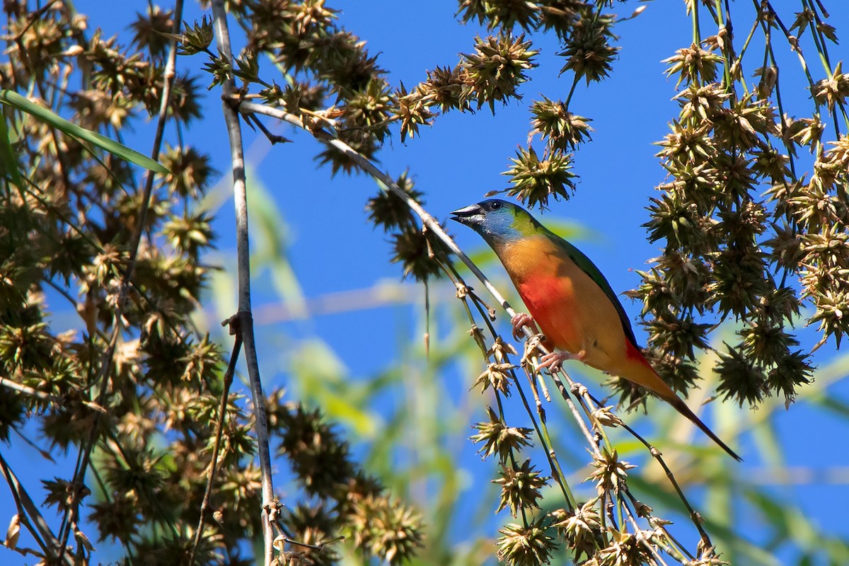 Pin-tailed Parrotfinch - ML292403521