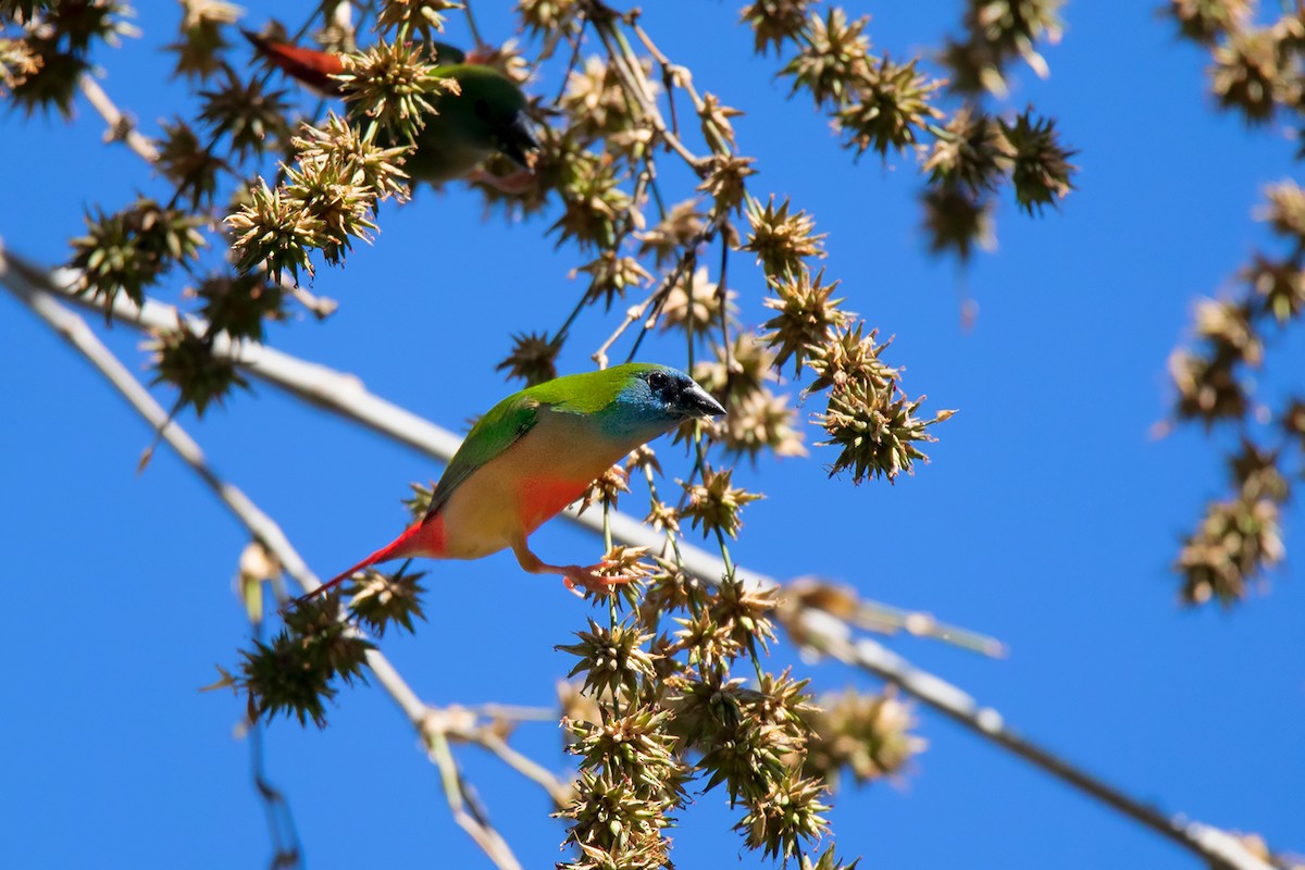 Pin-tailed Parrotfinch - ML292403531