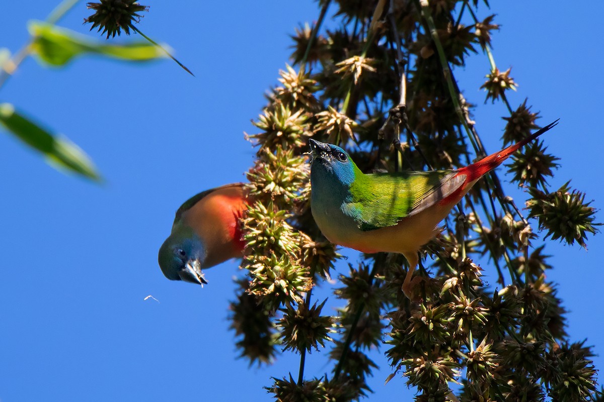 Pin-tailed Parrotfinch - ML292403551