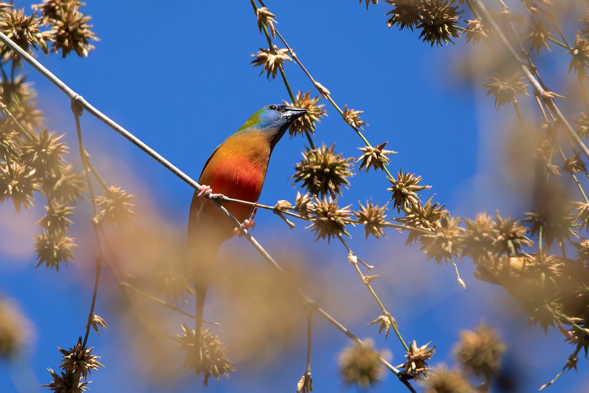 Pin-tailed Parrotfinch - ML292403561