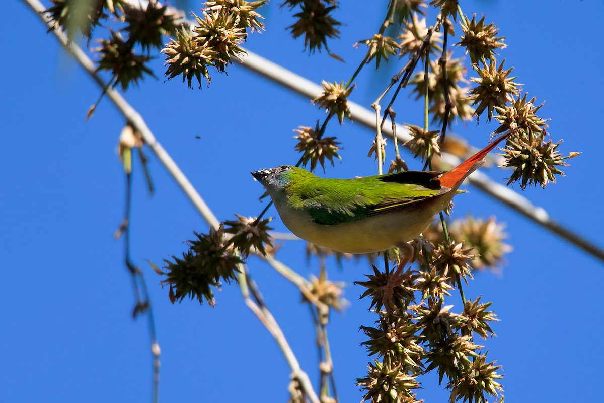 Pin-tailed Parrotfinch - ML292403571