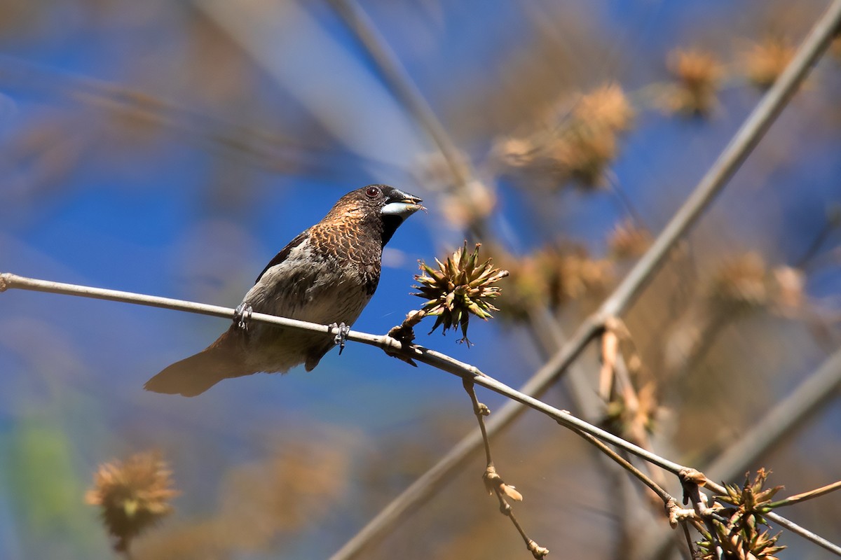 White-rumped Munia - ML292403651